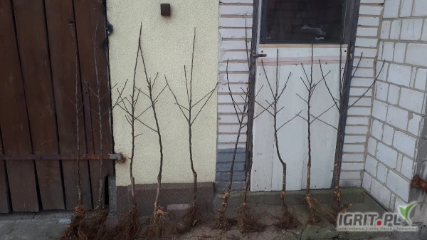 /images/posts/2025/03/1990067/yzH2gO2PIxAuHfRR4UXfKBseLW0zTYUAs8YFr3J3.jpeg