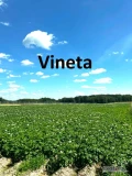 Sprzedam ziemniaki sadzeniaki odmiany:
