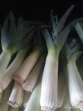 Sprzedam 200 szt pora  cena 1,5zl/ szt