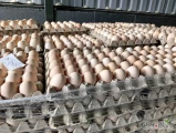 Witam nawiąże współpracę z producentem(tylko fermy) jaj każdy chów (3pl 2pl 1pl 0pl) każdą kategorię wagową.

