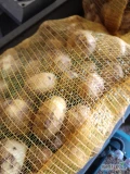 Ukopie na zamówienie ziemniaki surmia 10zl za 15kg