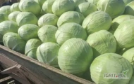 Kupie kapusty market 1-3kg albo psemusl 2-5kg 
