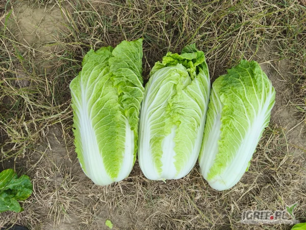 /images/posts/2025/06/2026217/buWjsONjxgpjsKhDmIeFgqg4XdO2fDo3jodqoNTd.jpeg
