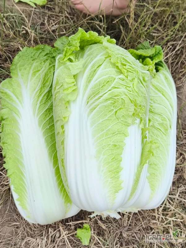 /images/posts/2025/06/2026217/ISxuS6D9QzutLWosNRn1idpXTH4ru3KMneQKHNYa.jpeg