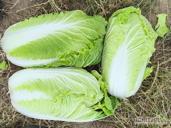 /images/posts/2025/06/2026217/VJCFdLjFFrmsqtFmrexzLwea6g0NEen4gEJasq4H.jpeg