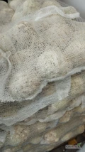 Sprzedam selera 0.5-1 kg jakość marketowa 