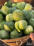Sprzedam ilości samochodowe kapusty młodej. Zakres wagowy 2-5 kg. Główki zbite, zdrowe. Dostępna 1 klasa bądź...