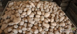 Sprzedam Katanie około 10 ton 30 gr 