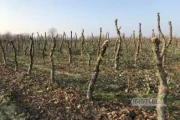 Witam, podejmiemy się karczowania sądów. Czyszczenie działek z różnego rodzaju drzew, krzaków. Cenę ugadujemy po obejrzeniu...