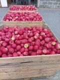 Witam, sprzedam 75 skrzyń Idareda, Jabłko bardzo dobrze wybarwione bez uszkodzeń z KA + Fresh, Zapraszam do kontaktu