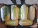 Sprzedam kapustę pekińską 0.5- 1.8 kg i grubą pakowana po trzy w torby