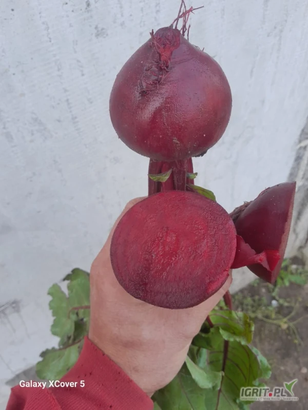 /images/posts/2025/06/2026644/3VHUL9R47Q1bm4TYWBOIcNTmPDzeevOS02uMjm9Z.jpeg