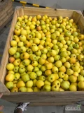 Witam, sprzedam 30 skrzyniopalet goldena. Towar równy 6,5-8 cm, raczej żółty. Sprzedam za wage, ewentualnie moge wysortować. Zależy mi...