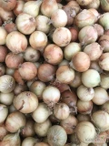 Sprzedam cebule suszoną odsort (jarzynka)cena 1,0 zł opskowanie do uzgodnienia tel 508621608