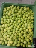 Sprzedam za wagę w skrzyni 120 ton jabłko Golden i 33 tony Idared. Tel. 660 785 793 Sandomierz