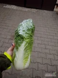 Sprzedam kapustę pekińską spod włókniny. Piękna zielona. Ilości paletowe 
