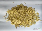 Sprzedam owies paszowy Bingo, ilość 35 ton, możliwość załadunku żmijką, faktura VAT RR, cena netto.