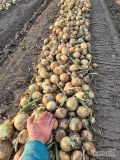 Sprzedam cebulę zimową, bez bąków, towar gruby jak na zdjęciach, zapraszam pod nr 696660096