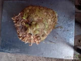 Sprzedam seler odmiana elena. Waga od 1kg w zwyz. W sprzedazy rowniez mniejszy i inne warzywa. Marchew pietruszka cebula