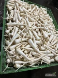 Sprzedam pietruszkę myta kaliber handlowy 2.5 -5.5 cm worek szyty lub wiązany 5 kg ,ilości paletowe zapraszam do współpracy .