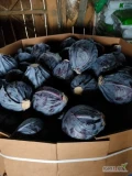 Witam sprzedam kapustę czerwoną jakość marketowa waga od 08-2.5 kg ładna z nalotem pakowana w karton box , możliwość wystawienia...