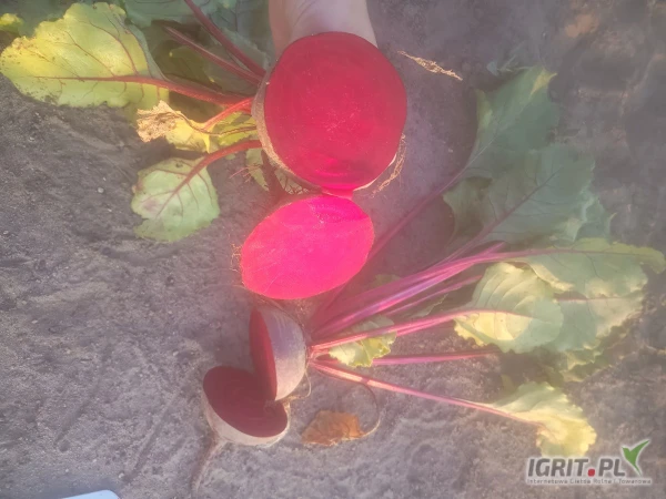 /images/posts/2025/06/2026971/SUj7Ukwyj8Zk5oy5m746CeNQcXg4Bt9GVj8PapNL.jpeg