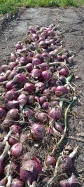 Sprzedam cebulę czerwoną odmiana CRX3720. Cebula podeschnięta grubość od 5cm w zwysz. więcej informacji pod numerem tel 696390674
