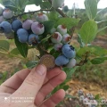 Potrzebuje ludzi do zbioru borówki amerykańskiej. Proca na okres lipiec i sierpień. 
