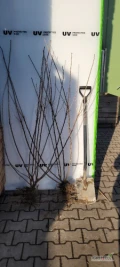 Sprzedam sadzonki porzeczki czerwonej odmian detvan,roseta,rodneus forma krzaczasta dwuletnia  do  szpaleru.