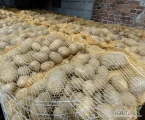 Witam,&nbsp; sprzedam ziemniaki żółte,&nbsp; kal 5+, opakowanie worek szyty 10 kg.