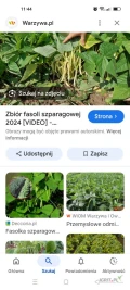 Szukam osób z Ukrainy do pracy przy  zbiorach bobu i fasolki szparagowej darmowe zakwaterowanie 