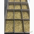 Sprzedaż orzechów włoskich, obranych 1/2 połówki, jasnych .Pakowanie karton po 10kg. 
