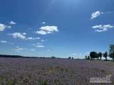 Sprzedam duże ilości ogórecznika z własnego gospodarstwa . 
