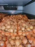 Sprzedam mloda cebule, kaliber 45-80, pakowany w worki po 10 lub 15kg, ilosci paletowe I calosamochodowe,&nbsp;&nbsp;