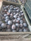 Sliwka lepotika 4+ drzewo zbiór dzisiaj plastik 20 kg 