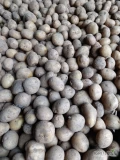 Sprzedam ziemniaki paszowe około 400kg tel.507 926 421