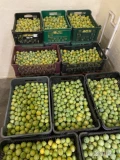 Sprzedam 55 plastików śliwki uleny. Śliwka nie przestojala, sztywna. 