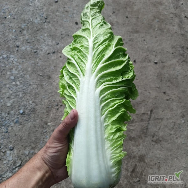 /images/posts/2025/05/2014319/Zv7KiZXZHG4aOUQxplqSBFOY9nYizKFAr5H2DPAw.jpeg