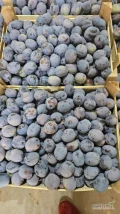 Sprzedam śliwkę odmiana RANA waga klatki 5kg