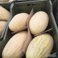 Sprzedam melon (DONPERO) w plastikowych pudełkach
