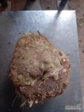 Sprzedam gruby seler wstępnie oczyszczony waga od 1300g w górę.
