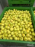 Sprzedam Goldena 
