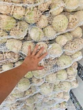 Sprzedam duże ilości selera mytego opakowanie do uzgodnienia kaliber 0,5 - 1 kg, średnio na worek 5 kg wchodzi 7-9 sztuk, możliwość...