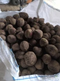 Mam na sprzedaż buraczek czerwony kaliber 10+ około 10 ton cena 30gr