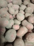 Witam sprzedam ziemniaki Lord oraz Baltic rose kaliber 3-5 wysadzane z kwalifikatu 511381069