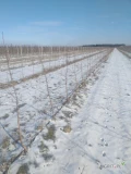 Sprzedam drzewka jabłoni odmiana Golden M9 - 3000 sztuk, dwa lata temu posadzone, nr. telef. 501545976.