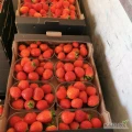 Sprzedam Truskawkę"Hademar" z dzisiejszego zbioru ok. 700kg . Uprawa na rynnach w kokosie , Certyfikat +  .pakowana w punetki 0,5...