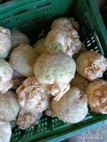 Sprzedam seler handlowy 0.5 -1kg towar czysty zdrowy . Wszelkie informacje pod numerem  