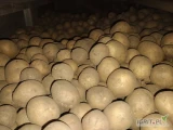 Sprzedam 18 ton ziemniaka Gala