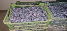 Witam sprzedam 4 tony Lepotica z chłodni śliwa 3.5 + . Towar twardy ładnie wybarwiony w plastikach po 20 kg.